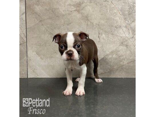 Boston Terrier Dog Female Red / White 32338 Petland Frisco, Texas