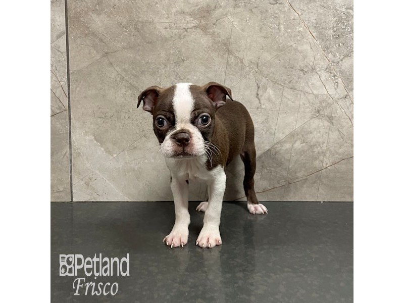 Boston Terrier Dog Female Red / White 32338