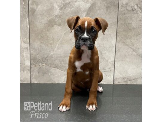 Boxer Dog Male Brown / White 32339 Petland Frisco, Texas