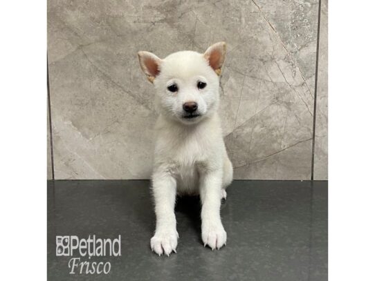 Shiba Inu-Dog-Female-Cream-32342-Petland Frisco & Mckinney, Texas