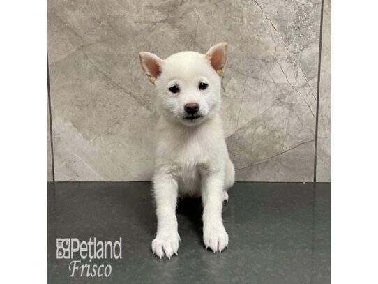 Shiba Inu-Dog-Female-Cream-32342-Petland Frisco, Texas