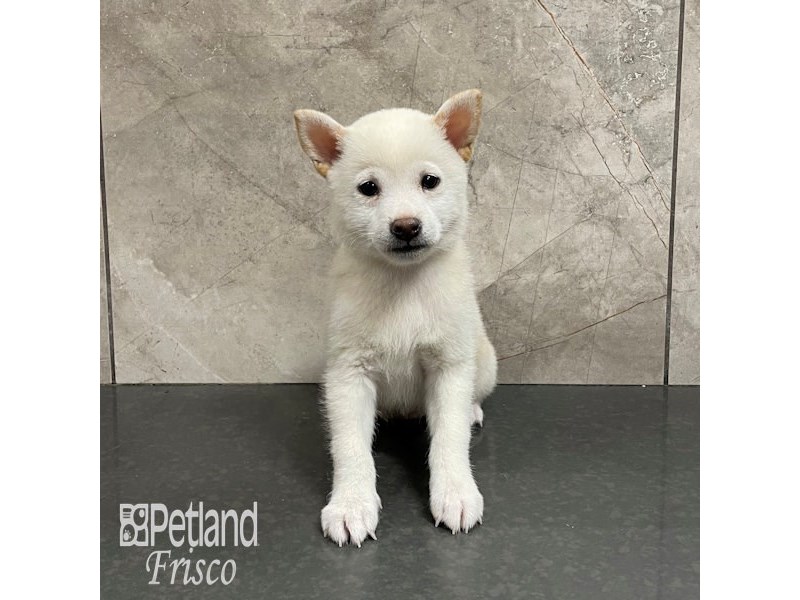 Shiba Inu Dog Female Cream 32342