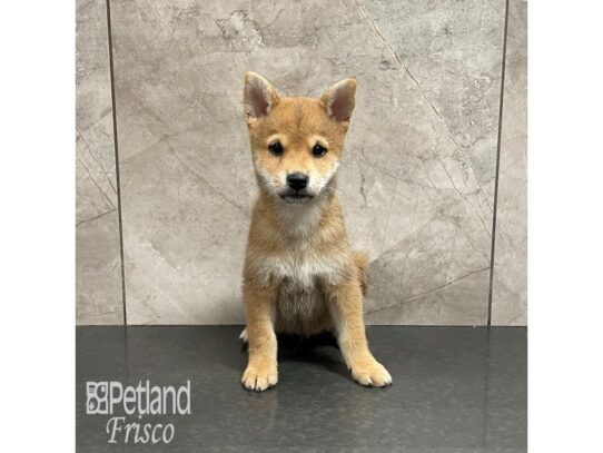 Shiba Inu Dog Male Red 32343 Petland Frisco, Texas