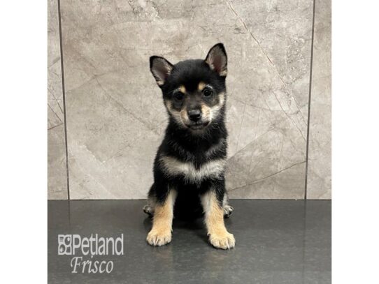 Shiba Inu Dog Female Black and Tan 32344 Petland Frisco, Texas