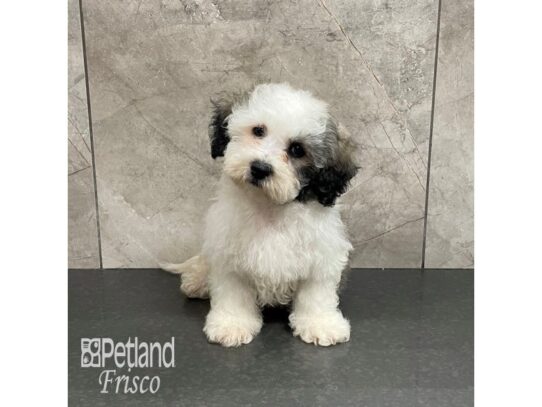 Teddy Bear Dog Male Sable and White 32357 Petland Frisco, Texas