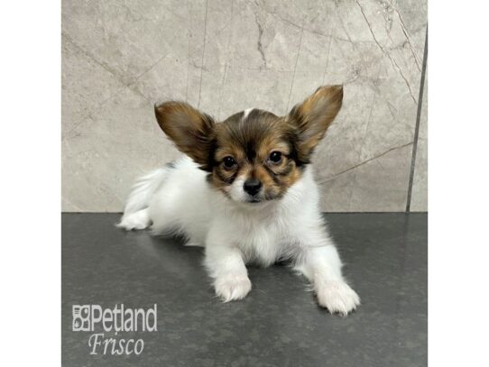 Papillon-Dog-Female-Sable / Tan-32346-Petland Frisco & Mckinney, Texas