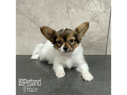 Papillon Dog Female Sable / Tan 32346 Petland Frisco, Texas