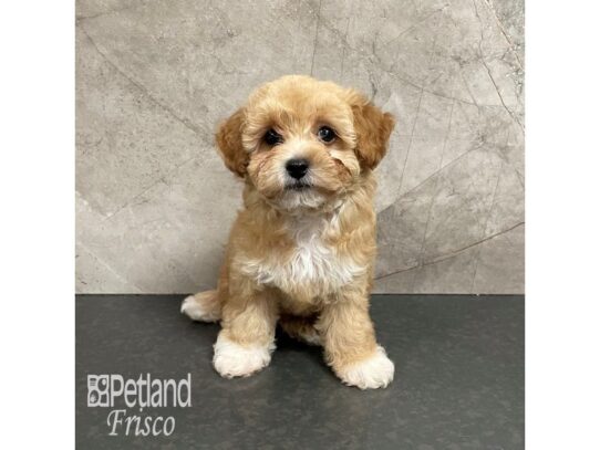 Poochon-Dog-Female-Red / White-32347-Petland Frisco & Mckinney, Texas