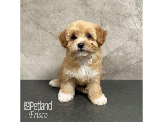 Poochon Dog Female Red / White 32347 Petland Frisco, Texas