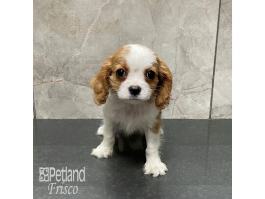 Cavalier King Charles Spaniel-Dog-Female-Blenheim-32351-Petland Frisco & Mckinney, Texas