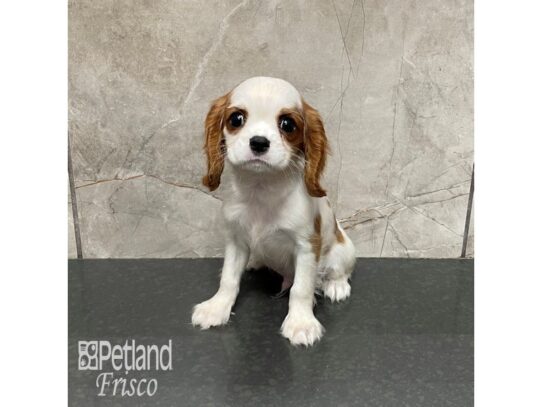 Cavalier King Charles Spaniel-Dog-Male-Blenheim-32352-Petland Frisco & Mckinney, Texas