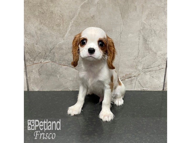 Cavalier King Charles Spaniel Dog Male Blenheim 32352