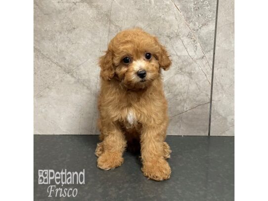 Poodle Mini Dog Female Red 32353 Petland Frisco, Texas