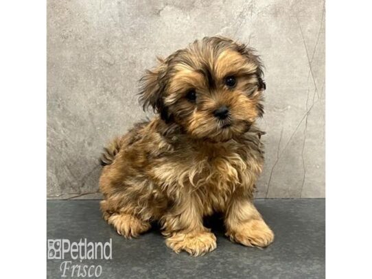 Malshi Dog Female Sable 32371 Petland Frisco, Texas