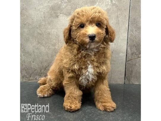 Toy Poodle Dog Female Red and White 32368 Petland Frisco, Texas