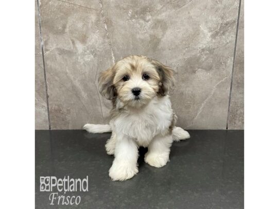 Poovanese-Dog-Female-Blue Merle Parti-32367-Petland Frisco, Texas