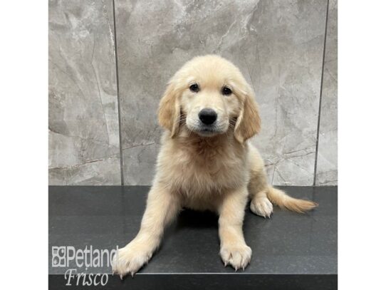 Golden Retriever Dog Female Golden 32374 Petland Frisco, Texas