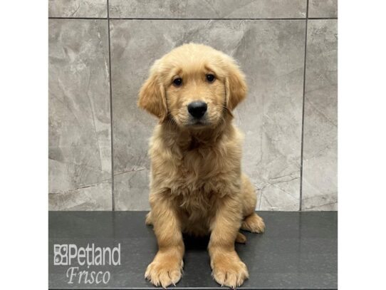 Golden Retriever Dog Male Golden 32375 Petland Frisco, Texas