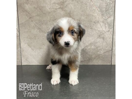 Toy Australian Shepherd Dog Female Blue Merle 32389 Petland Frisco, Texas