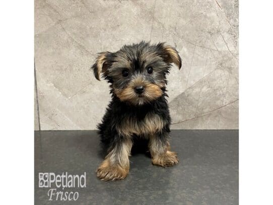 [#32452] Black and Tan Female Yorkshire Terrier Puppies for Sale