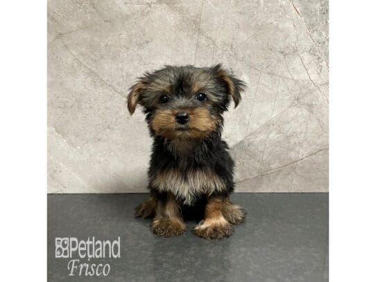 [#32451] Black and Tan Male Yorkshire Terrier Puppies for Sale