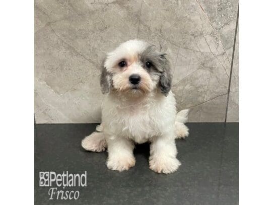 [#32448] Blue Merle Parti Female Maltipoo Puppies for Sale