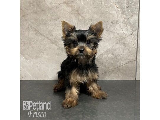 [#32442] Black and Tan Female Yorkshire Terrier Puppies for Sale