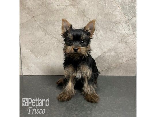 [#32441] Black and Tan Male Yorkshire Terrier Puppies for Sale