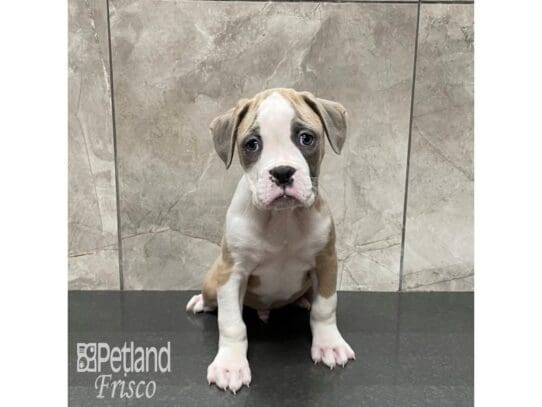 [#32464] Lilac / White Male Boxer Puppies for Sale