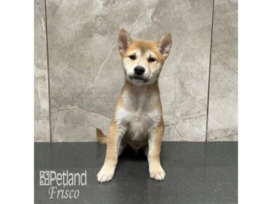 [#32461] Red Sesame Male Shiba Inu Puppies for Sale