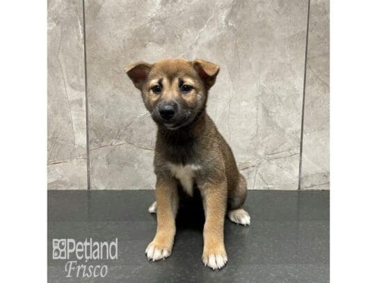 [#32460] Red Sesame Female Shiba Inu Puppies for Sale