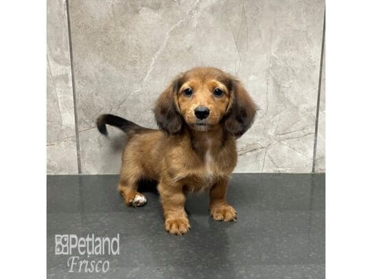 [#32427] Red Sable Female Miniature Dachshund Puppies for Sale