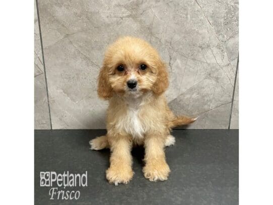 [#32434] Red Female Cavapoo Puppies for Sale