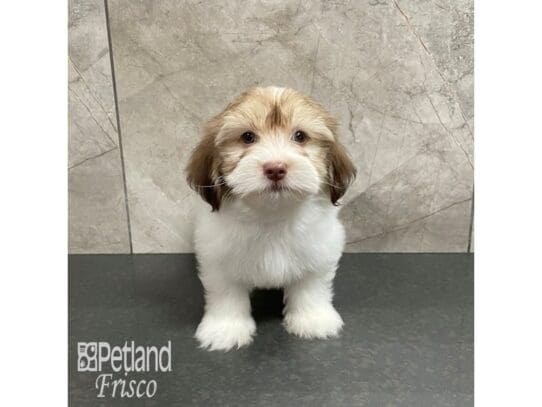 [#32466] Brown and White Parti Male Havanese Puppies for Sale