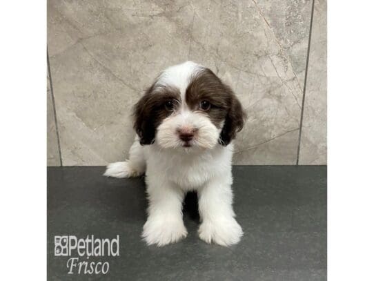[#32469] Chocolate and White Female Havanese Puppies for Sale