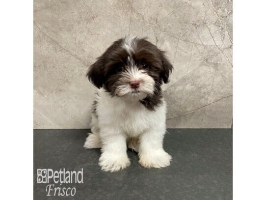 [#32470] Chocolate and White Female Havanese Puppies for Sale