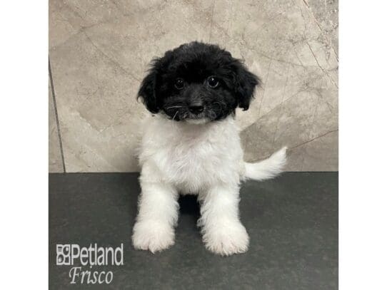 [#32471] Black and White Parti Female Poovanese Puppies for Sale