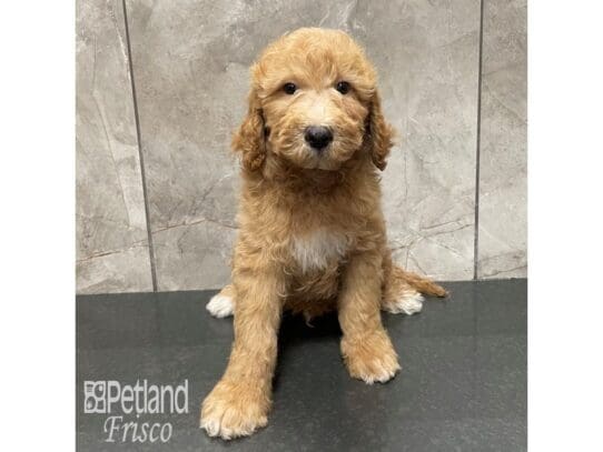 [#32481] Apricot Male Goldendoodle Mini F1b Puppies for Sale