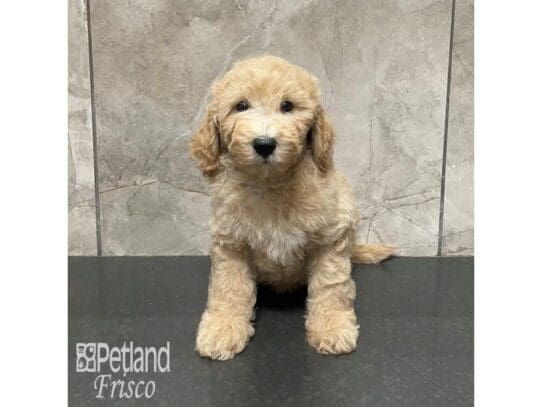 [#32480] Apricot Male Goldendoodle Mini F1b Puppies for Sale