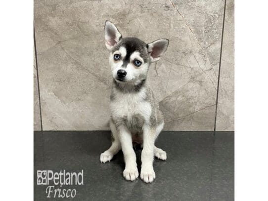 [#32496] Black / White Female Alaskan Klee Kai Puppies for Sale