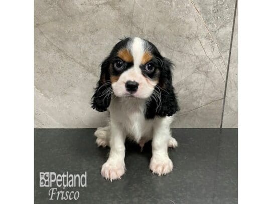 [#32505] Tri Male Cavalier King Charles Spaniel Puppies for Sale