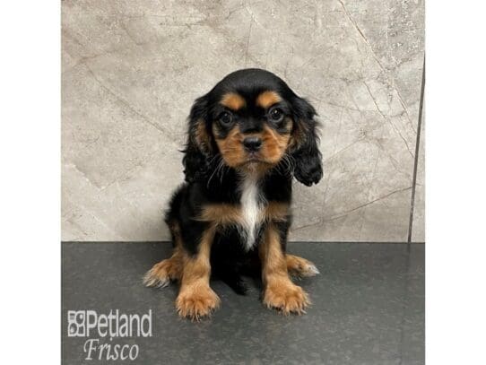 [#32506] Black and Tan Male Cavalier King Charles Spaniel Puppies for Sale