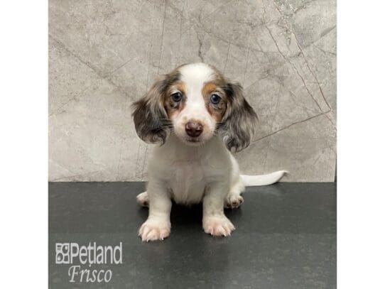 [#32489] Chocolate and Tan Dapple Piebald Female Miniature Dachshund Puppies for Sale