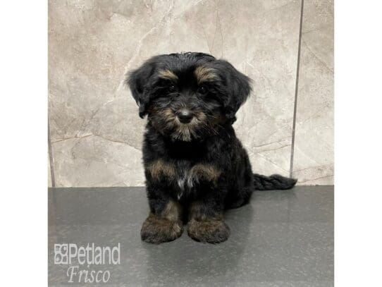 [#32491] Black / White Male Bernedoodle Mini 2nd Gen Puppies for Sale