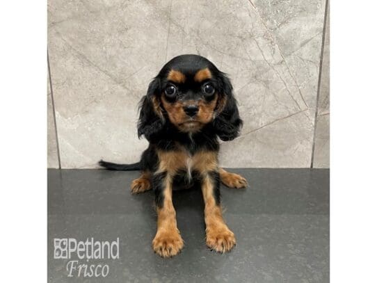 [#32499] Black / Tan Female Cavalier King Charles Spaniel Puppies for Sale
