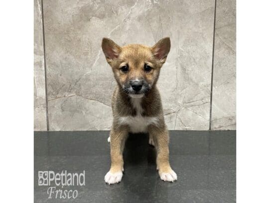 [#32500] Red Sesame Female Shiba Inu Puppies for Sale