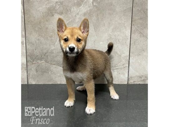 [#32501] Red Sesame Male Shiba Inu Puppies for Sale