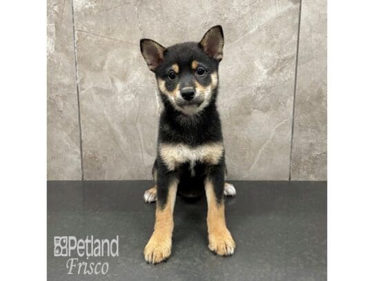 [#32510] Black and Tan Female Shiba Inu Puppies for Sale