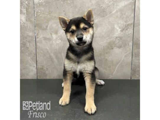 [#32511] Black and Tan Female Shiba Inu Puppies for Sale