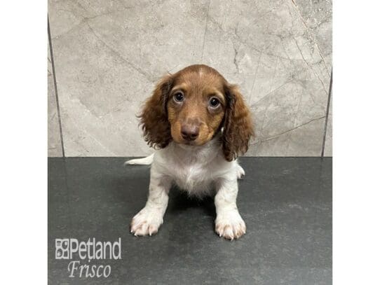 [#32514] Chocolate / White Male Miniature Dachshund Puppies for Sale